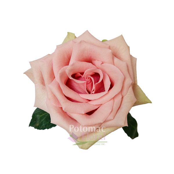 Absolute in Pink Rose, 50 cm - Potomac Floral Wholesale